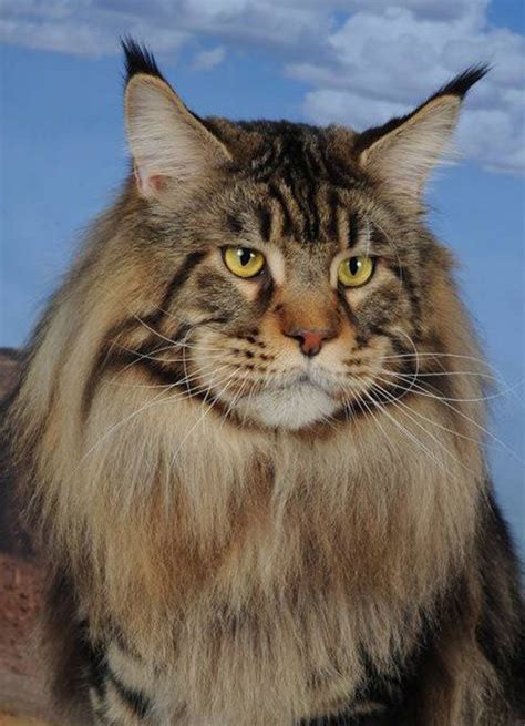 gucci maine coon